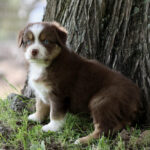 Brown and white puppy sitting on grass beside a tree, looking at the camera outdoors.