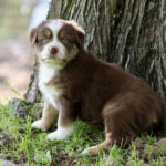 Brown and white puppy with blue eyes sits beside a tree on grassy ground, looking at the camera.