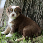 Brown and white puppy with blue eyes sitting at the base of a tree on grass by the outdoors edge of a forest area.