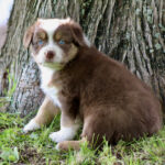 Brown and white puppy with blue eyes sitting at the base of a tree on grass.