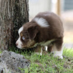 Brown and white puppy exploring the grass beside a tree, looking intently at something on the ground.