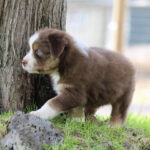 Brown and white puppy with blue eyes standing by a tree on green grass outdoors.