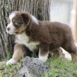Brown and white puppy with blue eyes standing on grass beside a tree trunk, looking to the left.