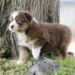 Brown and white puppy with a blue eye stands beside a tree on the grass outdoors foraging curiosity.