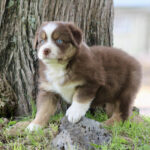 Brown and white puppy with blue eyes standing on grass beside a tree outdoors across a yard.