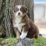 Brown and white puppy with blue eyes sits beside a tree on grass outdoors.