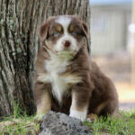 Brown and white puppy with blue eyes sitting beside a tree on grass.