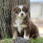 Brown and white puppy with blue eyes sits beside a tree outdoors, looking at the camera.