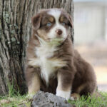 Brown and white puppy with blue eyes sits beside a tree on grass outdoors.