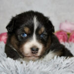 Cute tricolor puppy with blue eyes resting on a fluffy gray blanket, pink flowers in the background.