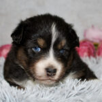 Puppy with blue eyes lying on a fluffy gray blanket with pink flowers in the background.