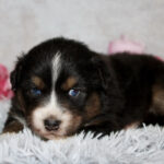Bernese Mountain Dog puppy lying on a soft gray shag blanket with pink flowers in the background.