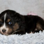 Tri-colored puppy (black, white, brown) resting on a gray fluffy rug with pink decorations in the background.