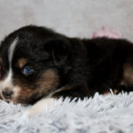 Small tri-color puppy lying on a shaggy gray rug with pink flowers in the background.