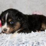Small tricolor puppy (black, white, tan) lying on a fluffy gray rug with pink flowers in the background, one blue eye visible.