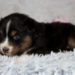 Small tricolor puppy lying on a soft gray shag rug, gazing forward.