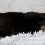 Young tricolor puppy (black, white, and tan) lying on a fluffy gray rug with pink flowers at the edges.