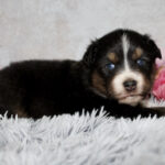 A young black, white, and tan puppy rests on a fluffy gray rug with pink decorative balls in the background.