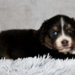 A small black, white, and brown puppy lies on a fluffy white rug with pink flowers in the background.