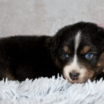 Adorable black, white, and brown puppy lying on a fluffy white rug with pink roses in the background.