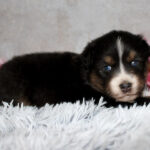 Cute tri-color puppy lying on a fluffy gray rug with pink flowers in the background.