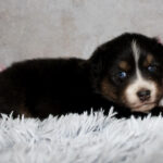 Adorable tricolor puppy (black, white, and tan) lying on a fluffy gray rug with pink flowers in the background.
