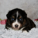Tri-color puppy with blue eyes lying on a fluffy white rug with pink flowers in the background.