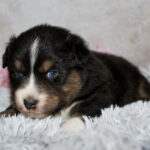 Small tricolor puppy (black, white, brown) resting on a fluffy gray blanket with pink flowers in the background.
