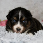 Tri-color puppy with blue eyes resting on a fluffy gray blanket.