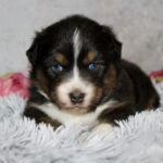 Tiny tri-colored puppy with blue eyes lying on a fluffy gray blanket in a cozy setting.