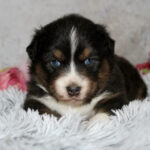Young tricolor puppy with blue eyes lying on a fluffy white blanket, facing the camera.