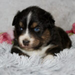 Small tricolor puppy (black, white, brown) lying on a fluffy gray blanket, blue eyes looking forward,