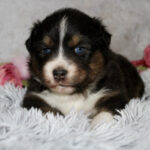 Adorable tricolor puppy with blue eyes lying on a fluffy gray blanket.