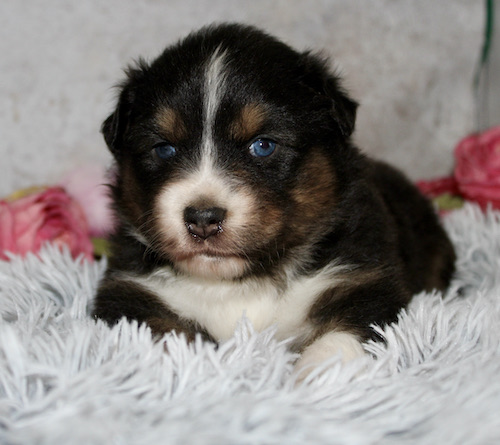Cute tricolor puppy with blue eyes lying on a white-gray fluffy blanket.