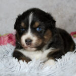 Cute tricolor puppy with blue eyes resting on a fluffy white blanket, pink flowers in the background.
