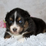 Cute tri-colored puppy with blue eyes resting on a fluffy white blanket.