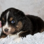 Tri-color puppy (black, white, brown) with blue eye, resting on a white shag rug. Background shows pink flowers.