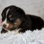 Small tri-color puppy (black, white, brown) lying on a fluffy white rug.