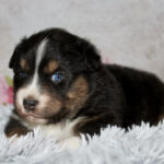 Tri-color puppy with blue eyes resting on a soft gray blanket, looking toward the camera.