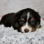 Small black, white, and tan puppy with blue eyes lying on a fluffy gray blanket.