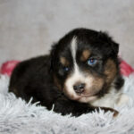 Adorable tricolor puppy with blue eyes resting on a soft gray shag blanket.