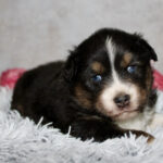 Tri-colored puppy with blue eyes resting on a fluffy gray blanket, looking at the camera.