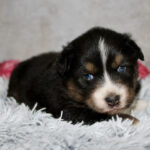 Cute black, white, and brown puppy lying on a fluffy gray rug, blue eyes looking at the camera.