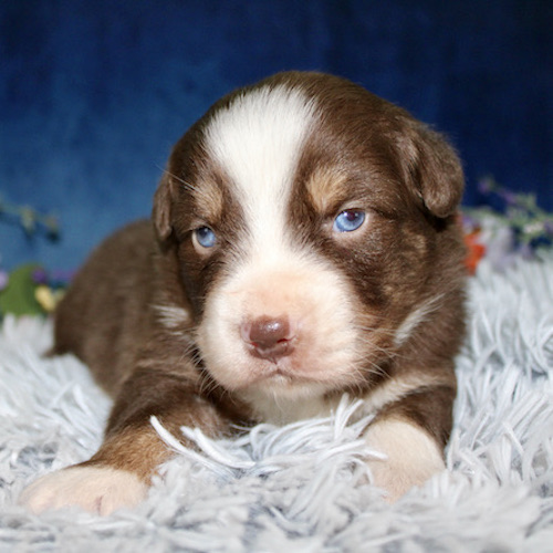 Brown and white puppy with striking blue eyes lying on a fluffy gray blanket, facing the camera.