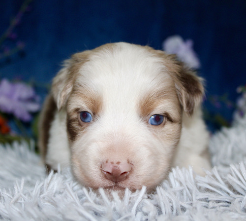 Close-up of a white and tan puppy with blue eyes resting on a fluffy gray blanket.