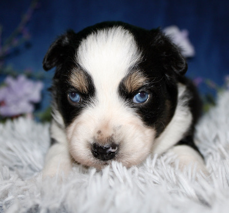 Close-up of a small black-and-white puppy with blue eyes lying on a fluffy white rug.