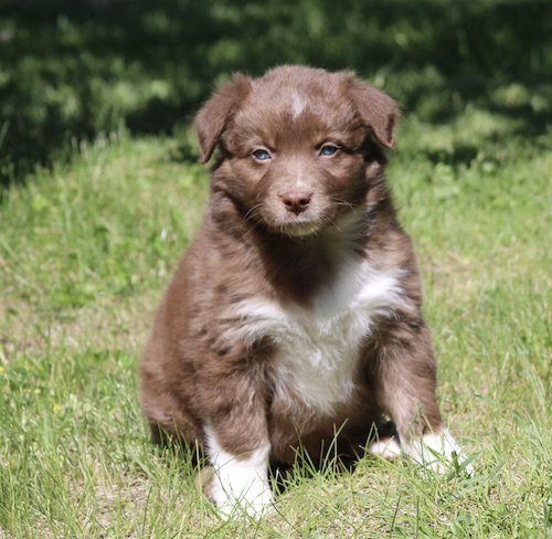 Brown and white puppy sitting on grass in a sunny yard.