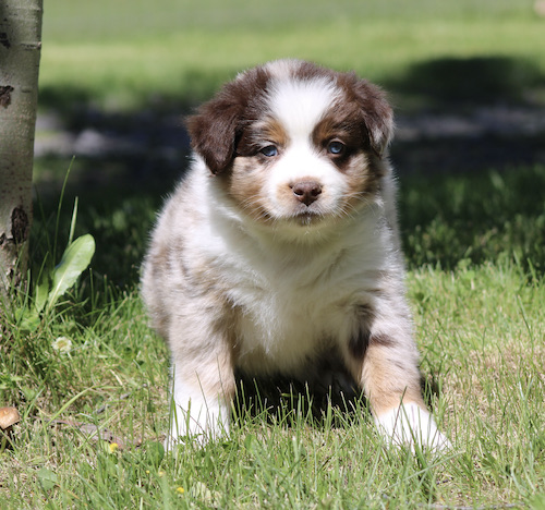Young fluffy puppy sitting on green grass outdoors, looking at the camera (brown, white, and gray coat).