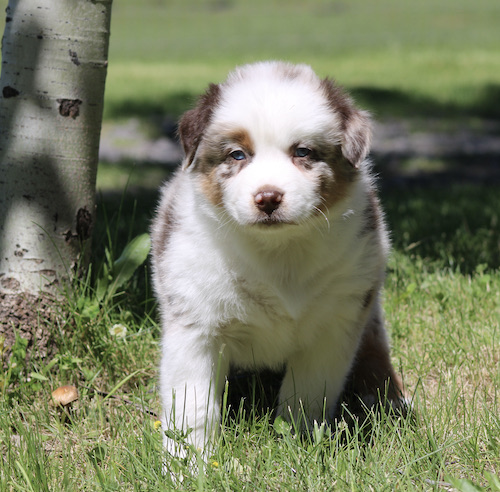 Fluffy white and brown puppy standing on grass beside a tree, looking at the camera.
