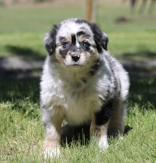 Young Australian Shepherd puppy standing on grass with blue eyes and fluffy black, white, and gray fur.